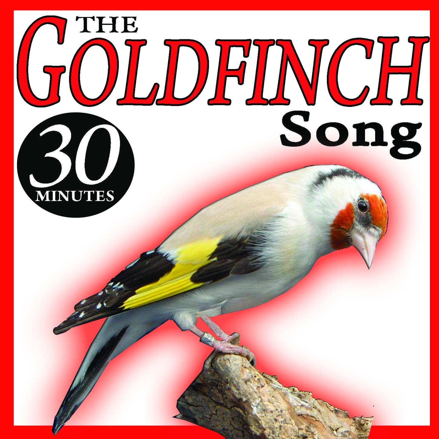 The Sound Of Nature Birds