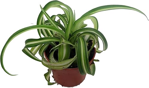 Miniatura 4 de Bonnie - Planta de araña rizada - Planta de aire limpio fácil de cultivar - Maceta de 2.5 pulgadas