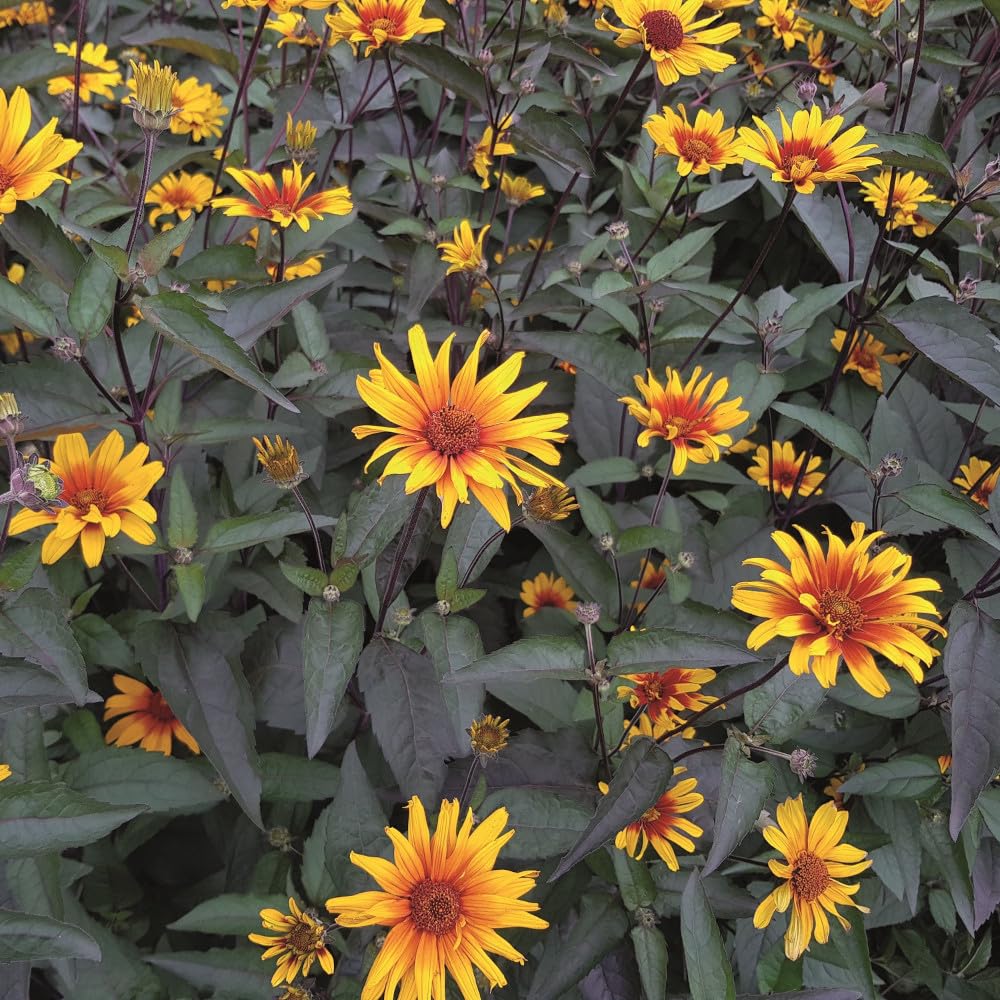 Bedwen Heliopsis 'Burning Hearts' 4L Plant – Compact Perennial with Dark Foliage & Fiery Orange‑Red Blooms for Borders, Prairie Planting & Summer Colour