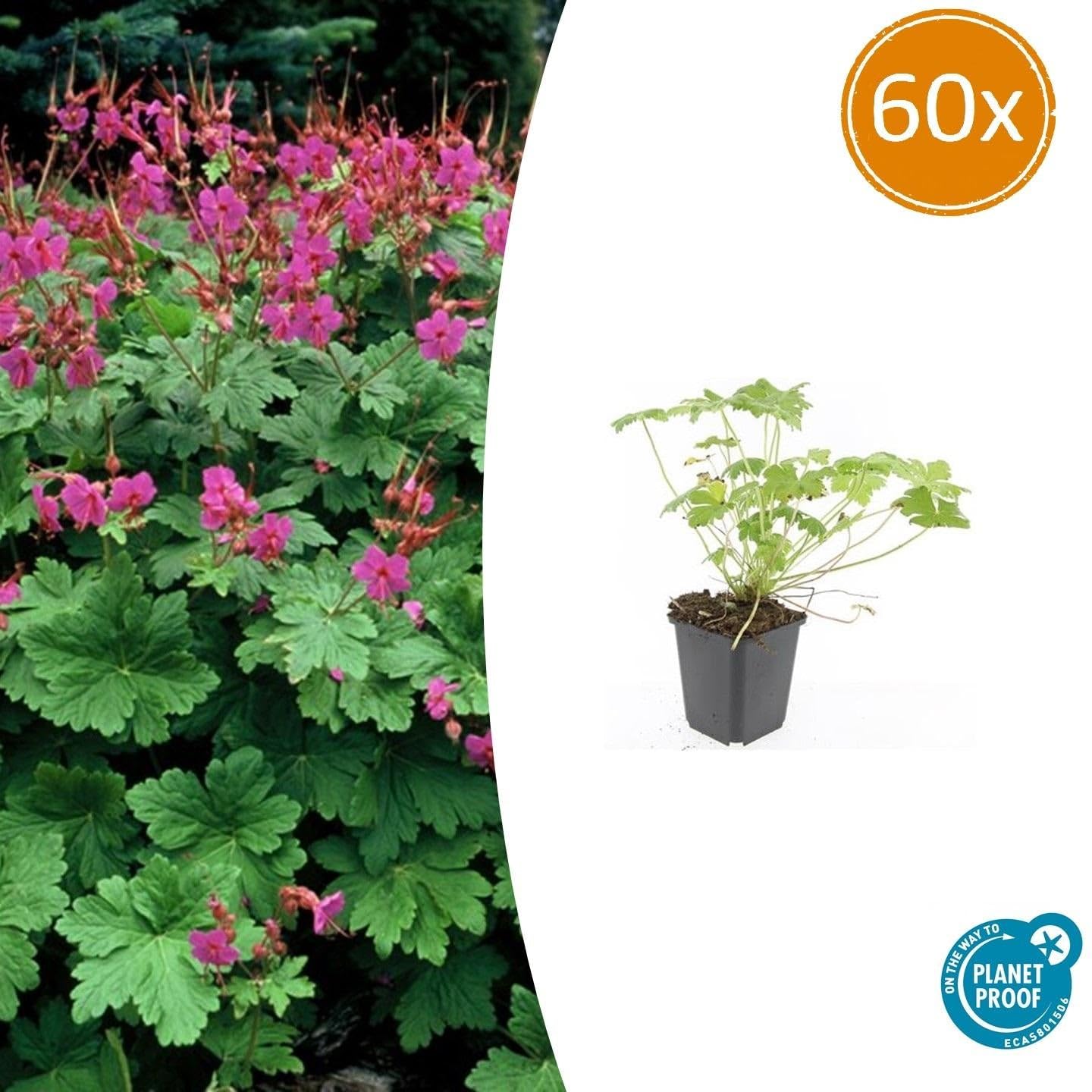 Storchschnabel Geranium macrorrhizum 'Czakor' 24 Pflanzen Ø9 cm 10-25 cm