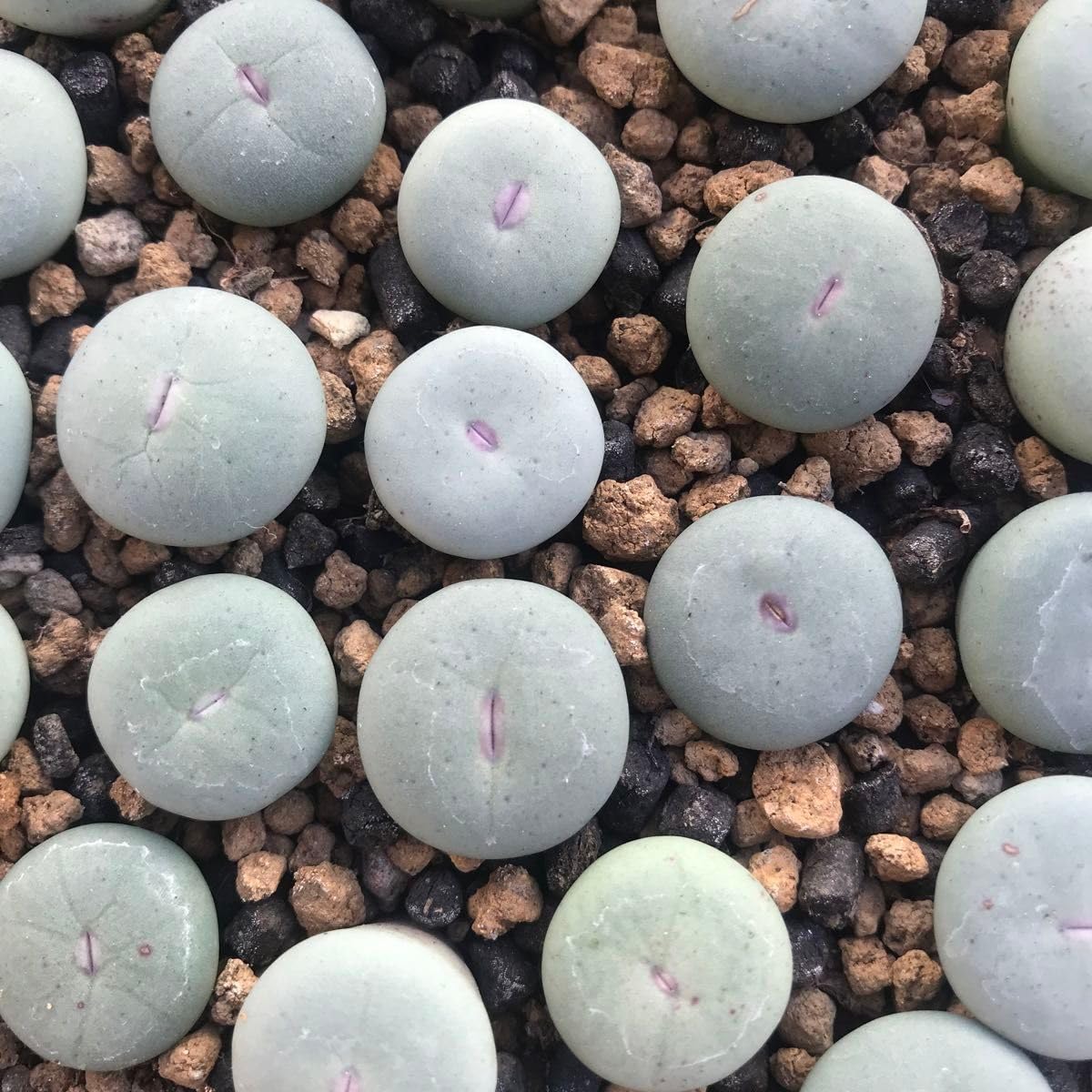 コノフィツム　pageae Bethen コノフィツムの花が咲きだした・・他のメセンも