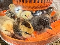 Review Image by Ryan C. Agnew