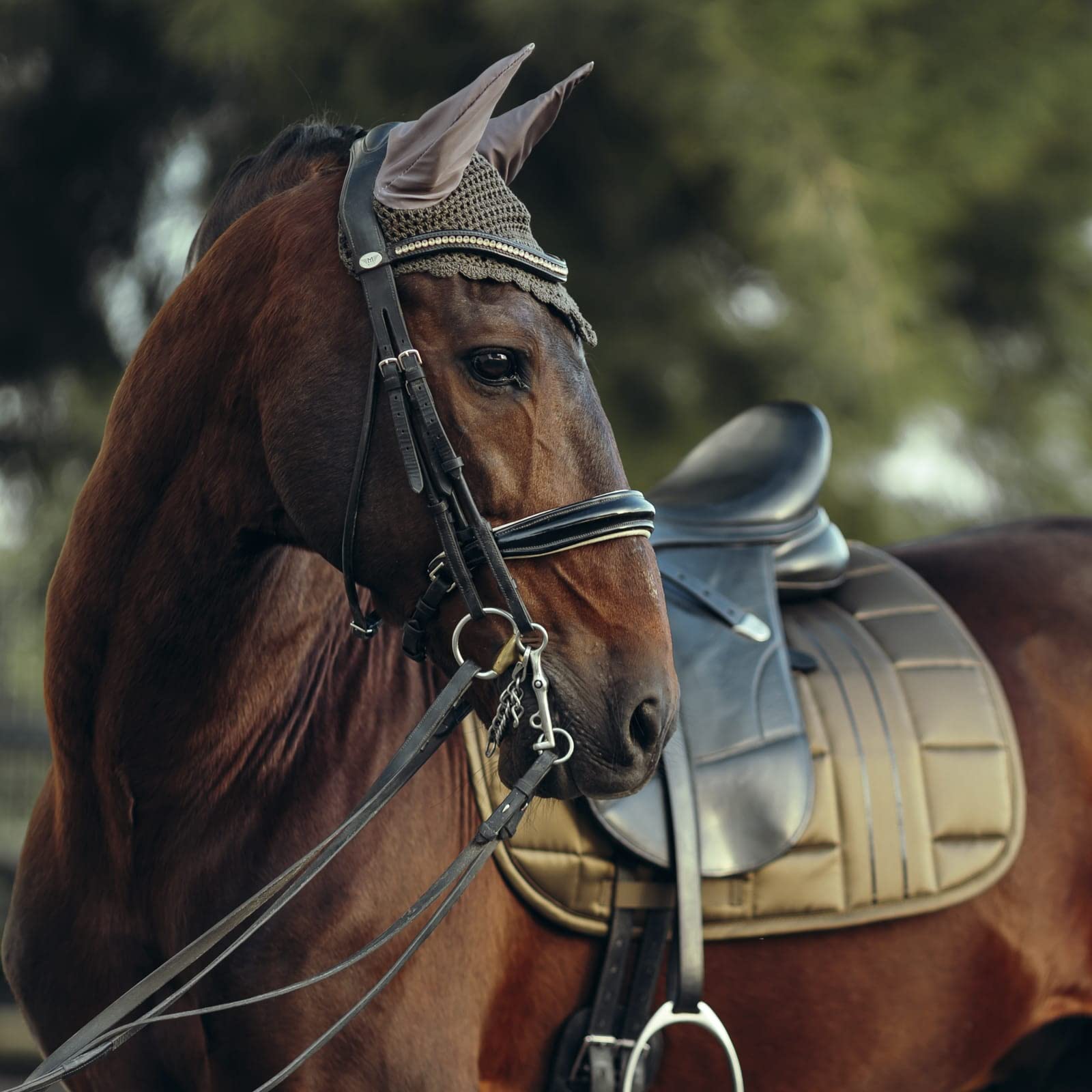 Lettia Shadow Ear Net Chocolate