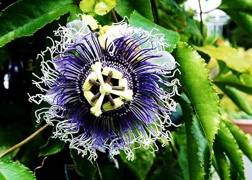 Miniatura 4 de Semillas de flor de la pasión de color mixto, 50+ semillas de maracuyá - Semillas de flores perennes de vid