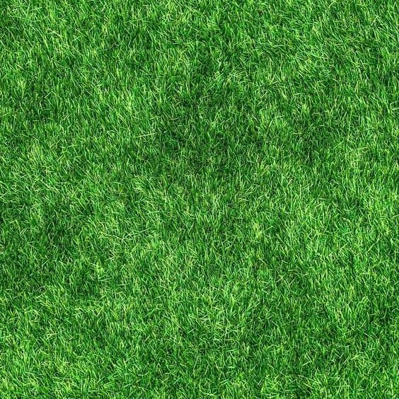 Radha Krishna Agriculture® American Imported Bermuda Lawn Grass Seeds for Your Home and Gardening (PACK OF 100 seeds) - Image 3 thumbnail