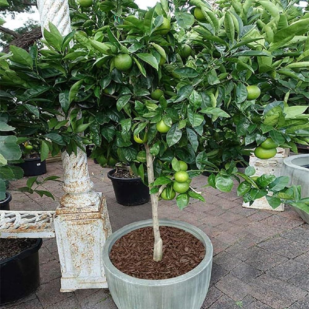 Amazon.com : Brighter Blooms - Key Lime Bush, 1 Gallon - No