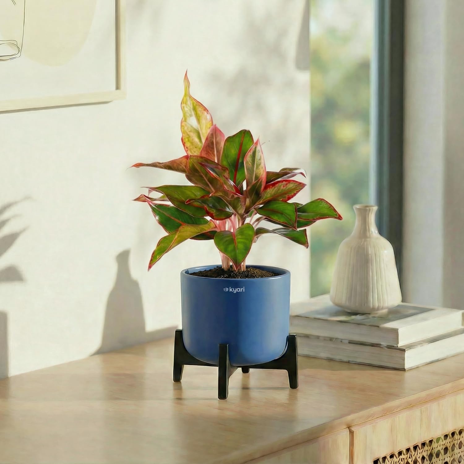 Kyari Aglaonema Lipstick Live Indoor Plant with Aira Self Watering Pot