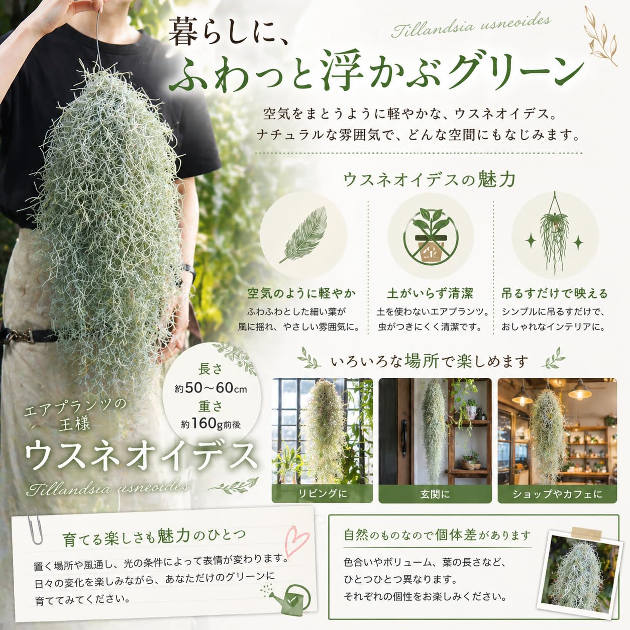 Amazon｜特大サイズのウスネオイデス スパニッシュモス 中葉 50～60cm
