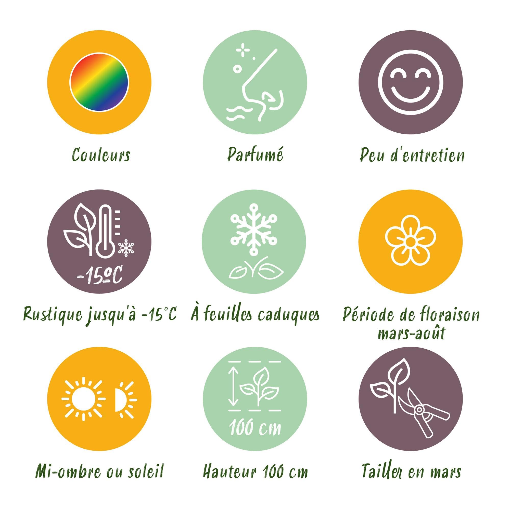 Piante Perenni Profumate da Giardino, Colori Misti, 24 Pezzi Vaso 11cm