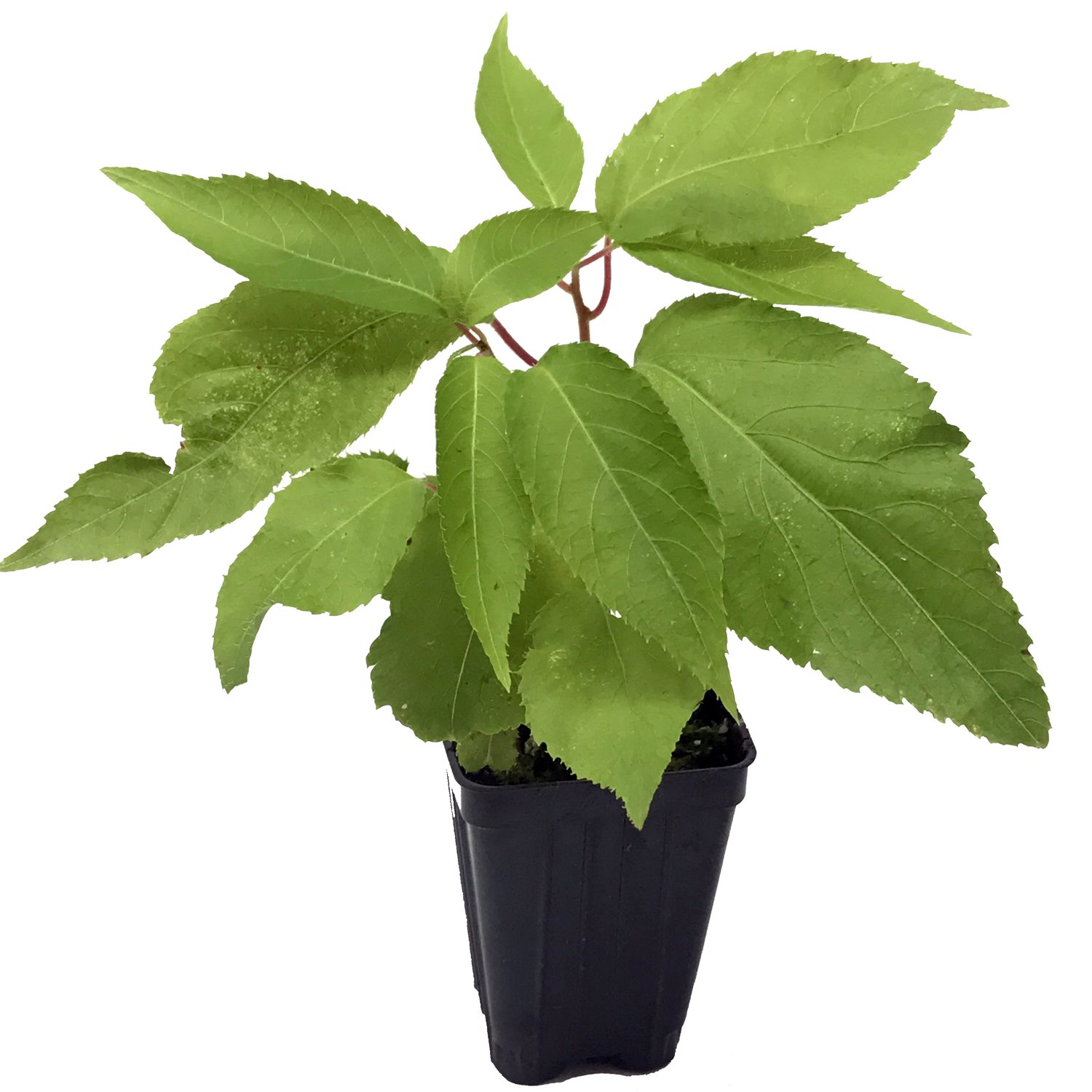 Ken's Red Female Kiwi Vine Live Plant - Actinidia arguta