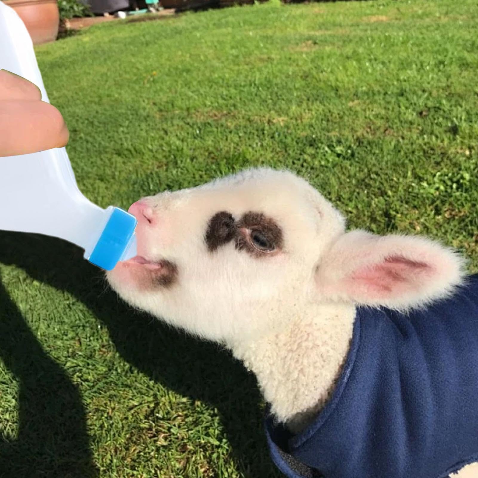 Biberon Per Agnelli E Capre 800ml - Con Tettarella Morbida E Fondo Rimovibile Per Facile Pulizia - Foto 8