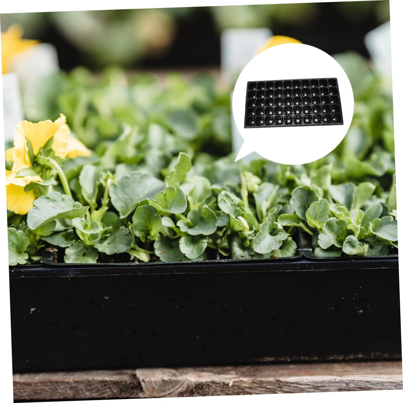 Toyvian Bandejas de Semillero de 10 Piezas Diseño de 50 Agujeros, Hechas de PP Resistente, Transpirables Jardinería Estable