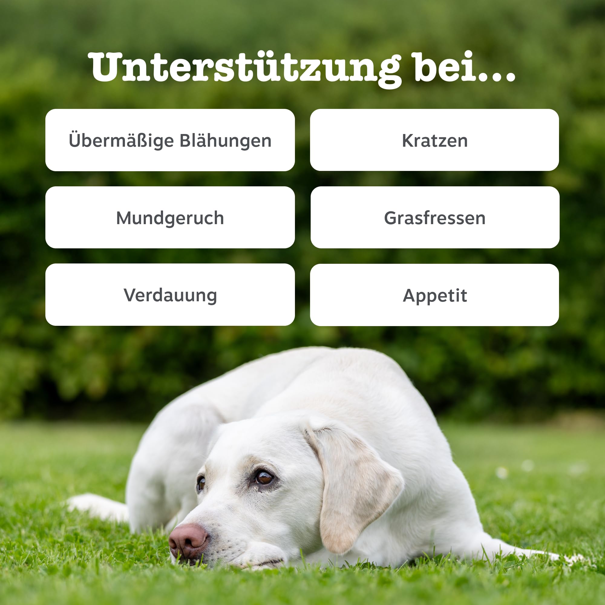 Zesty Paws Probiotika für Hunde – Unterstützt Darmflora, Verdauung & gegen Mundgeruch – Mit Pre-, Pro- & Postbiotika, Kürbis & Leinsamen – Tägliche Anwendung – 90 Kauleckerlis