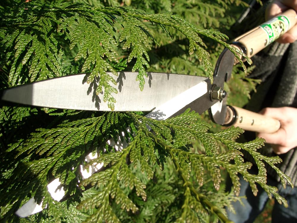 OKATSUNE Heggenschaar/Bususschaar 231