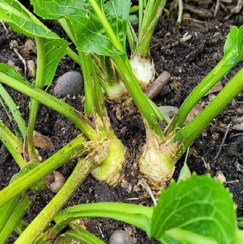 Miniatura 6 de Planta de raíz de corona de rábano picante, coronas de rábano picante para plantar, raíces del tamaño de plantación, sin HI