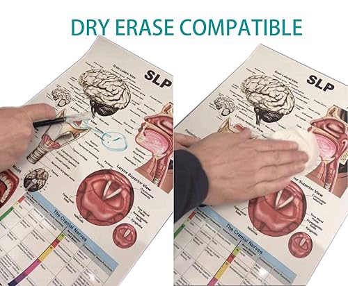 Miniatura 6 de Blue Tree Publishing Juego de 2 pósteres! Juego de póster de músculos esqueléticos vista frontal y trasera, 24 x 36 pulgadas, para acondicionamiento