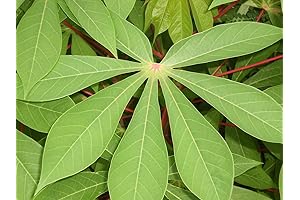 Cassava Seeds: 20 Manihot Esculenta Seeds Aka Yuca Or Tapioca Seeds