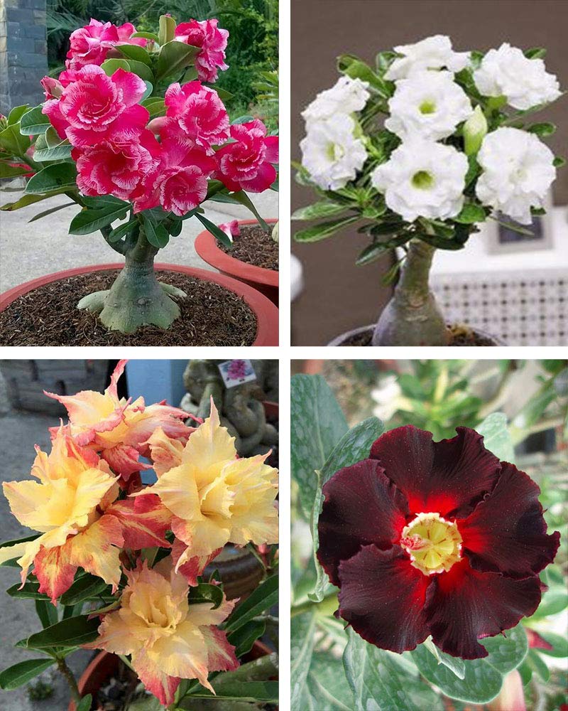 Aiden Gardens Rare Mixed Desert Rose Plants Adenium Obesum Mixed 4 Healthy Seedling Plants (B083JJD6GQ) Amazon Price History, Amazon Price Tracker