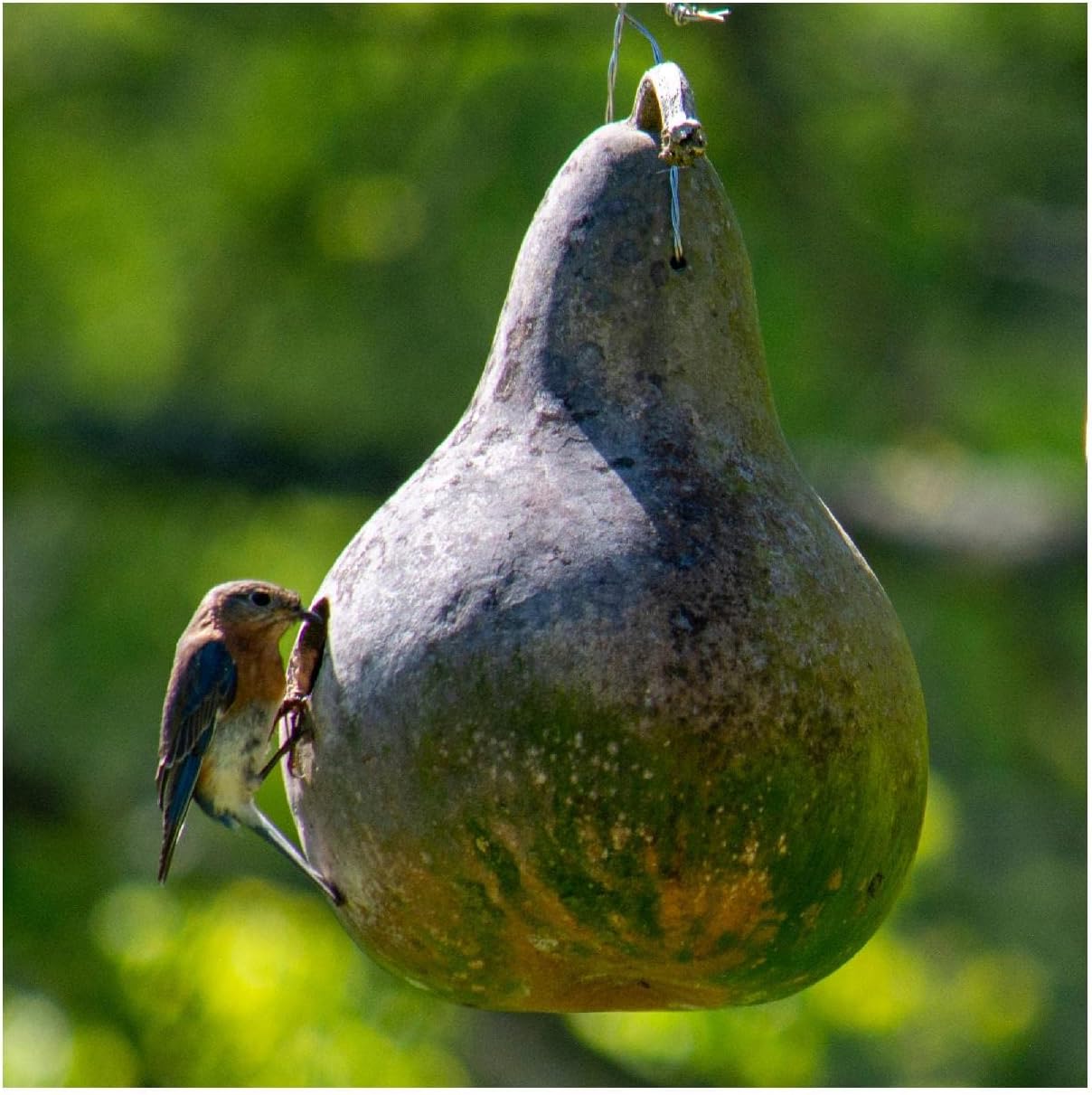 Everwilde Farms - 1/4 Lb Birdhouse Bottle Gourd Seeds - Gold Vault