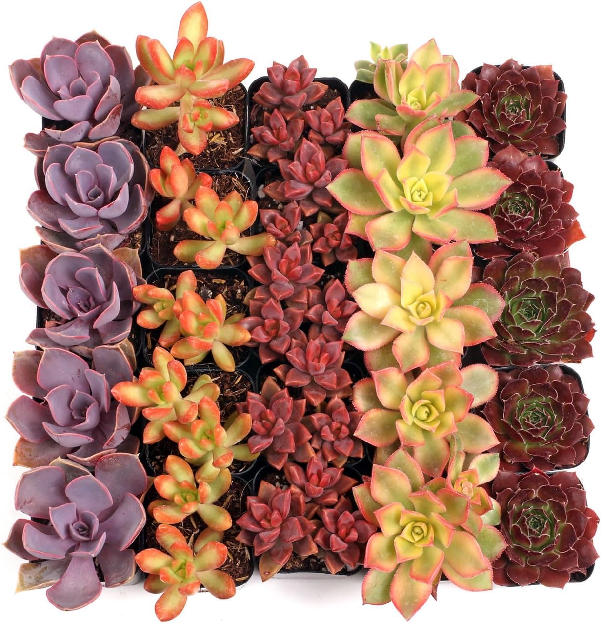 Mountain Crest Gardens Nuthin’ But Color Bulk Succulent Pack - 25 Live Plants, 5 of Each Variety, Rooted in 2 Inch Pots - Real Colorful Succulents for Displays, Events, or Resale