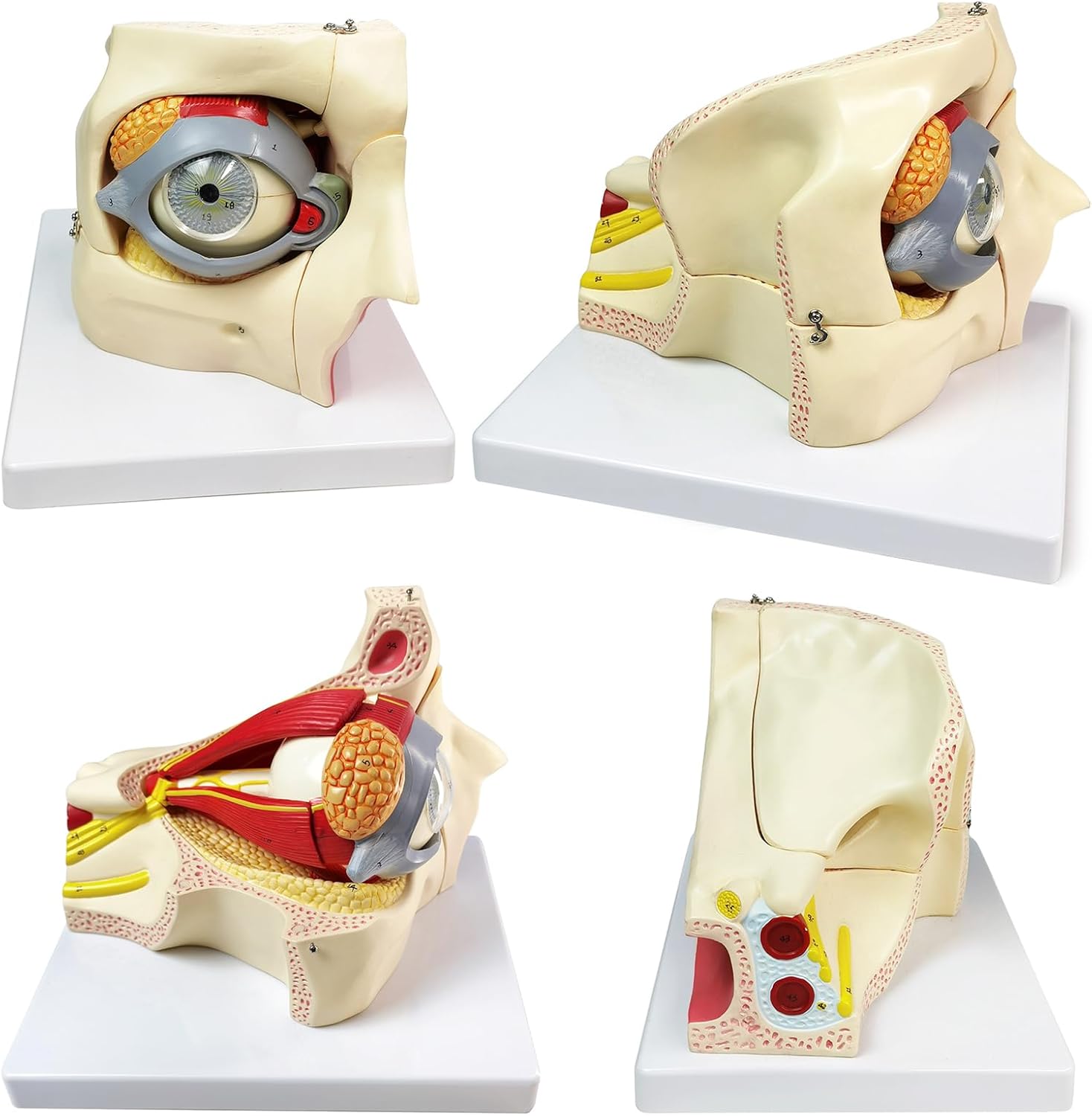 HADWYN 3X Enlarged Human Eye Orbital Anatomical Model, 13 Parts Eyeball Orbital Model Showing Optic Nerve Cornea Iris Lens and Vitreous Body with Stand for Medical Classroom Teaching Research