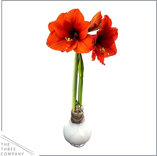 Miniatura 3 de Bombilla de amarilis encerada - Blanco - Fácil cuidado - No necesita riego! Hermosa decoración navideña