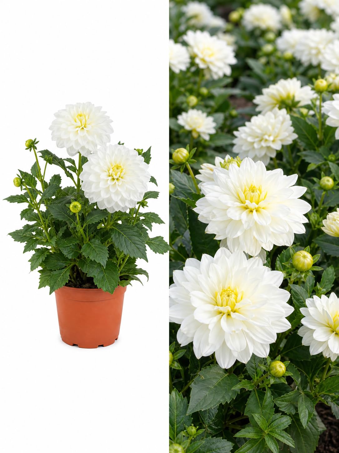 White Dahlia Maggiore Plant in 3Ltr Pot – Stunning Summer Flowering Perennial for Gardens, Borders, Patio, Pots & Cutting – Bee Friendly, Long Blooming, Easy Care UK Grown Dahlia