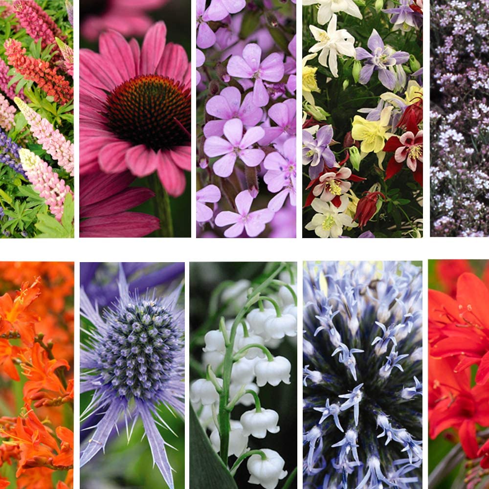 Perennial Plants Outdoor Garden Ready ‘Everlasting Perennial Collection’ 10 Varieties Hardy Perennial Easy to Grow Your Own Flowers 27x Bare Root Perennial Plants + 3X Bulbs By Thompson & Morgan