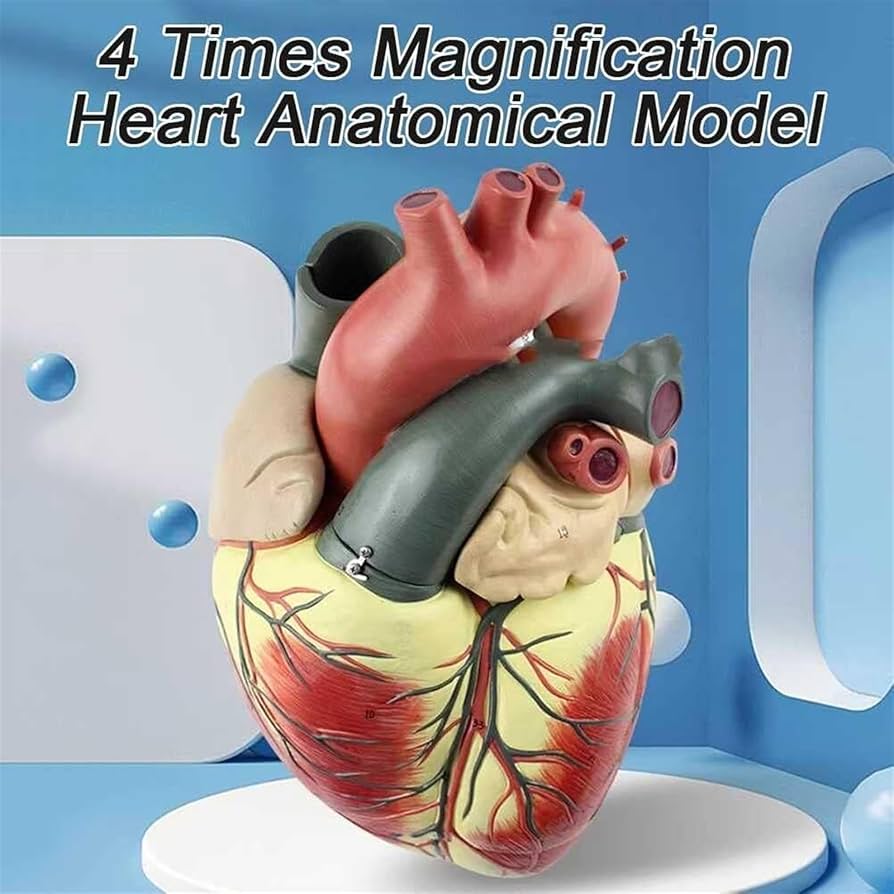 臨床心臓構造学 裁断済 61kpXYqEEVL.jpg
