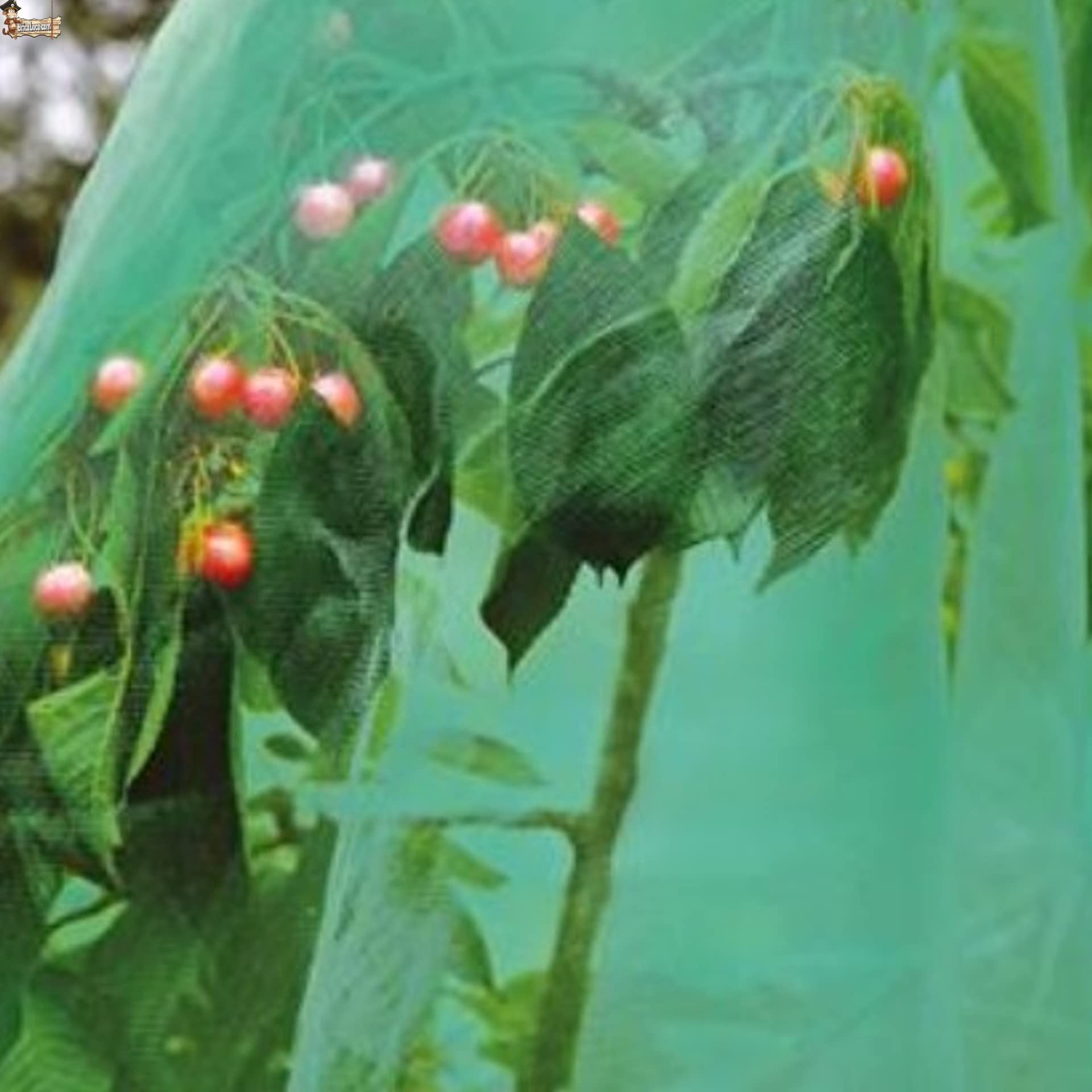 BricoLoco.com Malla Protectora Multiusos. Protección balcón, antipájaros, antipalomas, antinsectos, jardín, frutales, semilleros, Manto recogido, Malla Invernadero. (10x10 Metros)