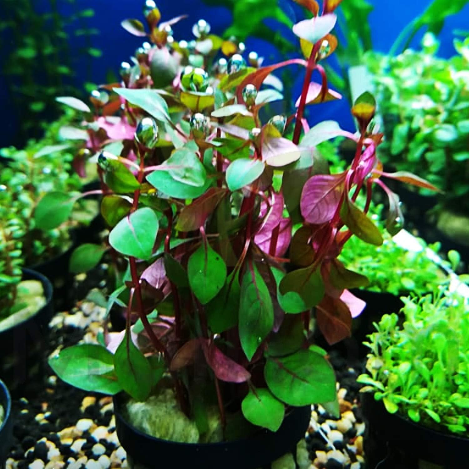 Mainam Ludwigia Repens Super Red Potted Mini Freshwater Live Aquarium Plants Tropical Decorations