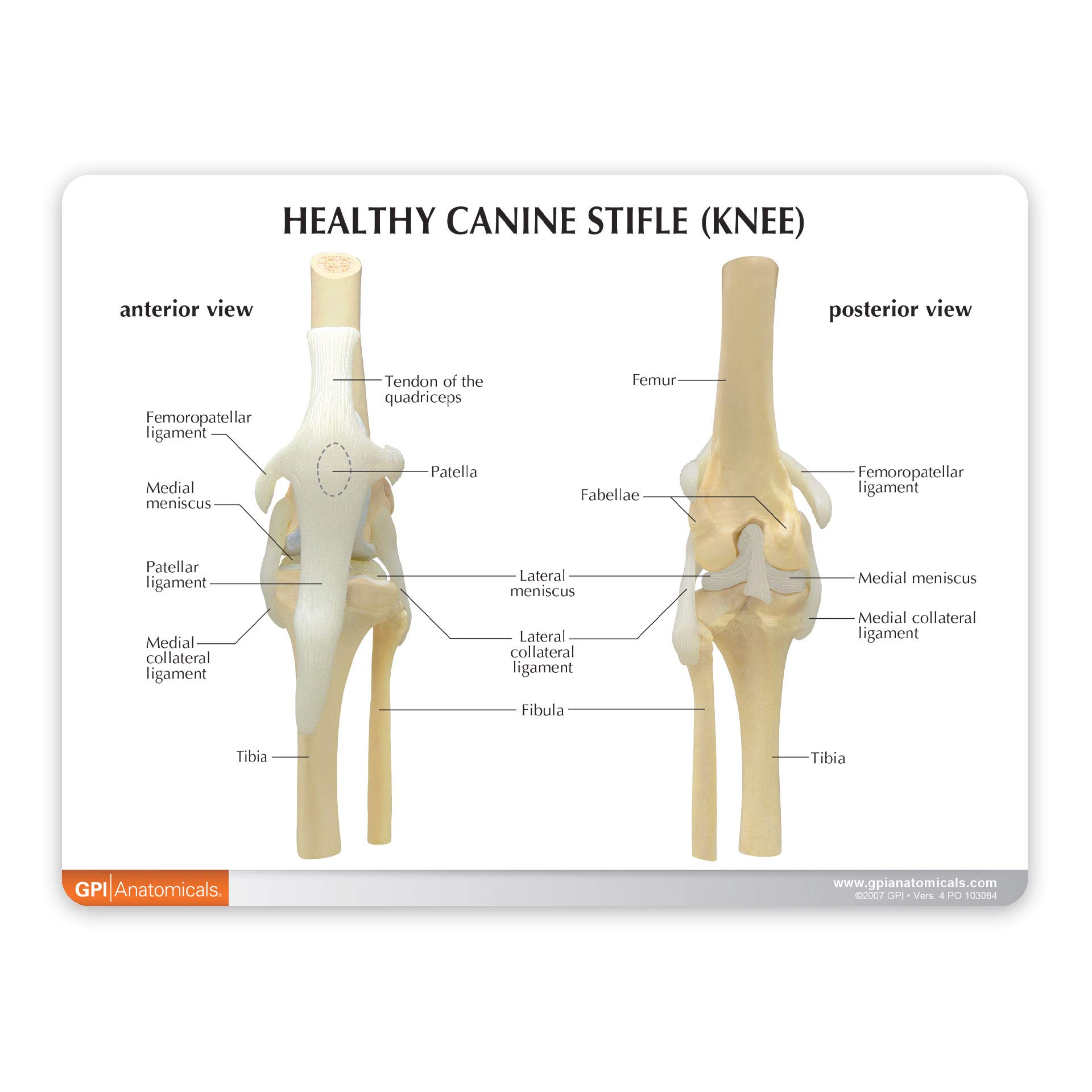 ATLAS OF CANINE ARTHROLOGY 犬関節 アトラス Atlas of Canine Arthrology by Grupo Asís - Issuu