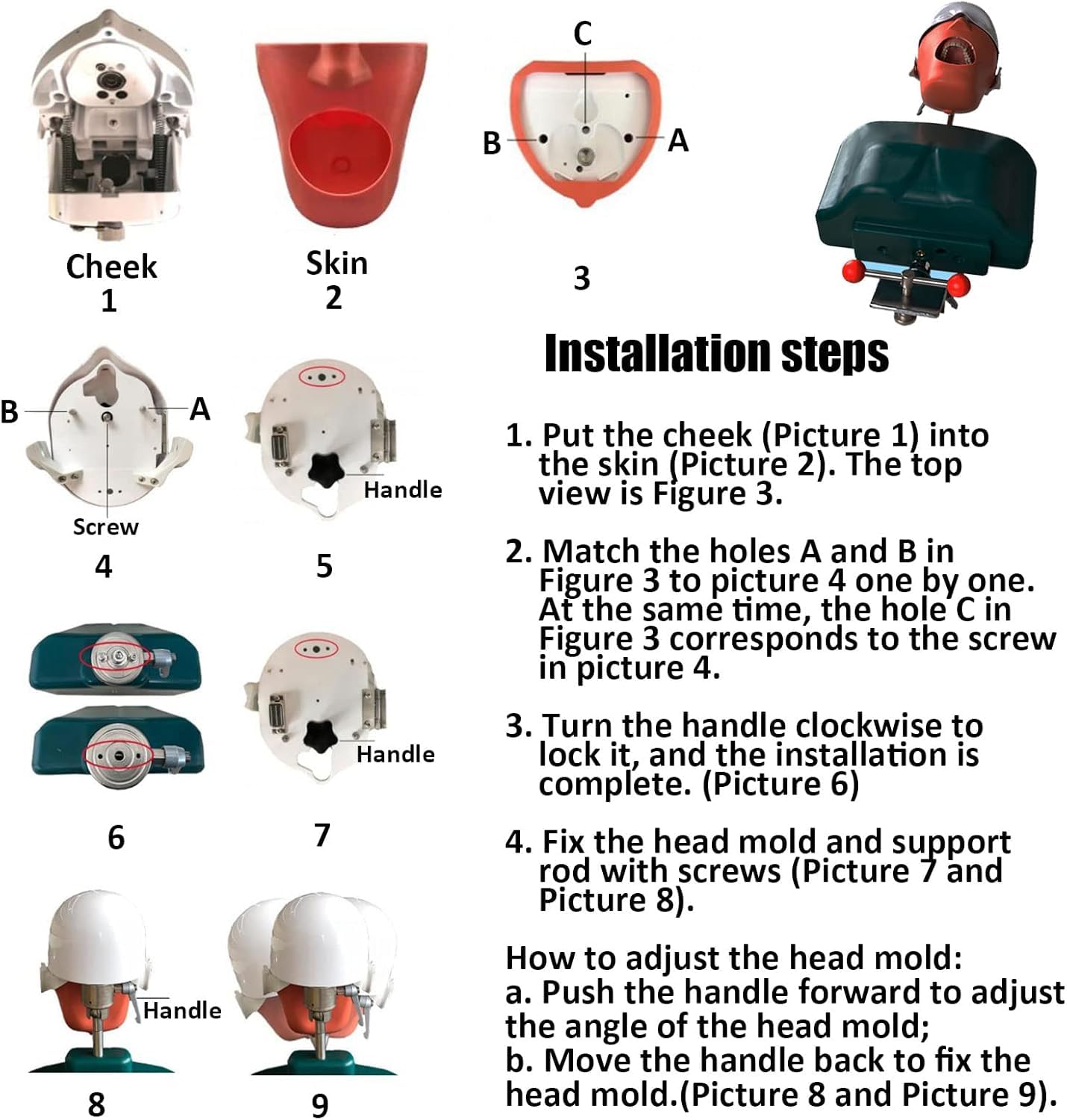 Dental Phantom Head Model, Dental Simor Head Model Puppe Mit Torso Und Herausnehmbaren Zähnen, Dental Teaching Aids Modell Für Einfache Menschliche Nackenbewegung, B