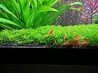 Review Image by Tamariko Tamariko