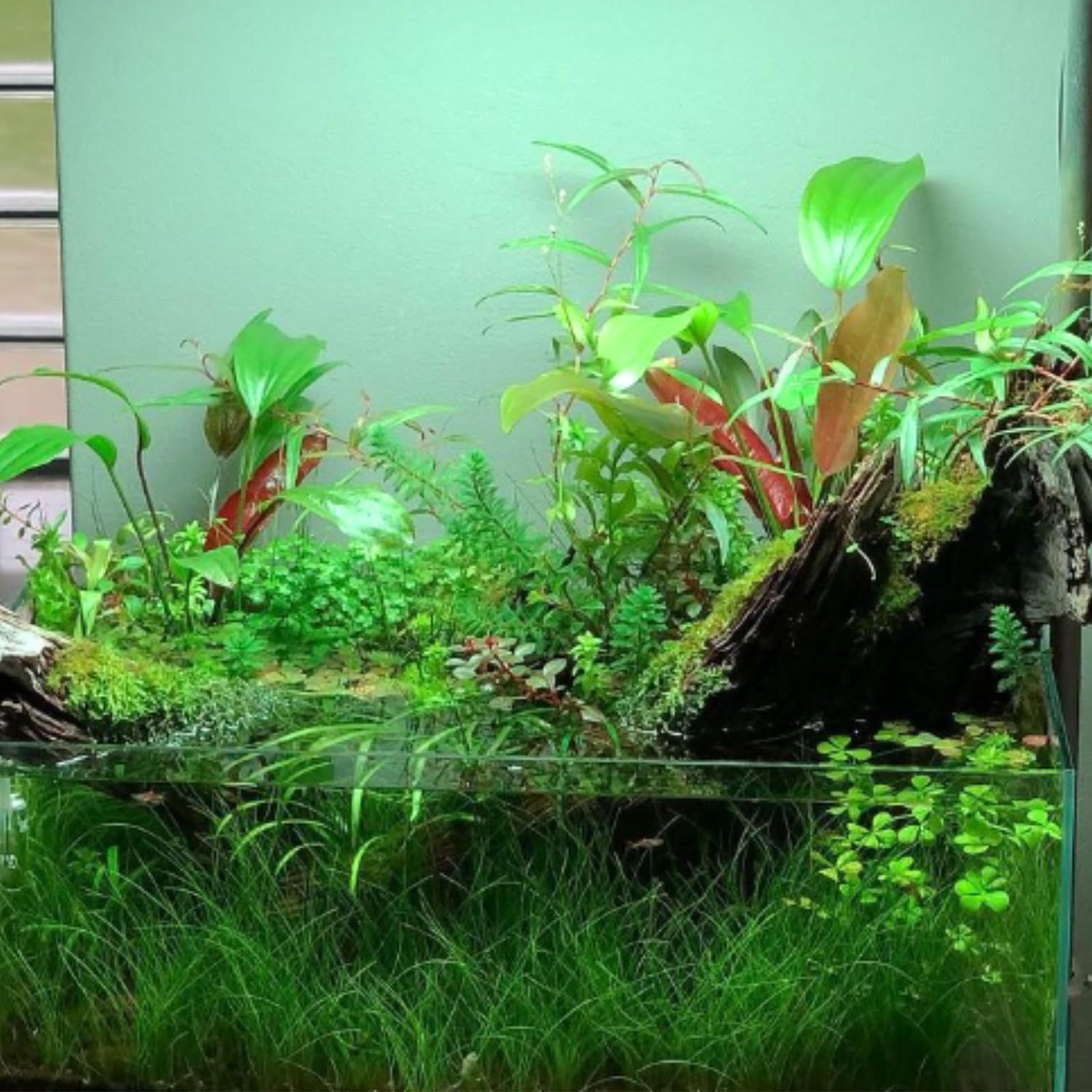 Amazon.com: Echinodorus Devil Eye Potted Live Plants Aquarium Growing Tank  Easy Tank Natural Fish Growing Tank Freshwater Decoration Aquatic : Pet  Supplies