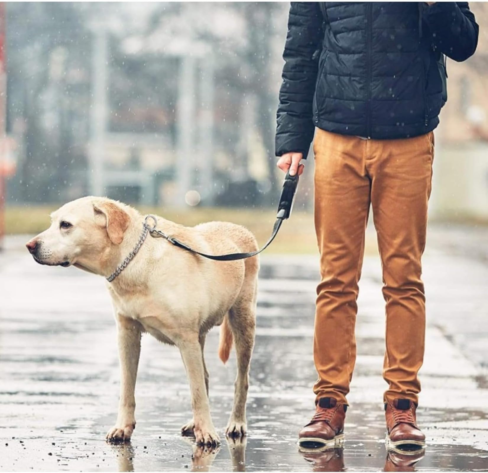 Amazon | SSZY犬の首輪ファッションゴールド犬チェーン首輪ステンレス