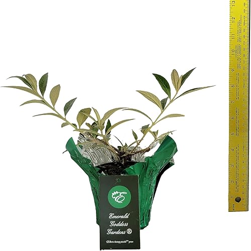 Miniatura 3 de Buddleia Flor Bicolor Power - Planta de arbusto de mariposa viva de verano, lila, gran racimo de flores, tamaño inicial (1) maceta de 4 pulgadas,