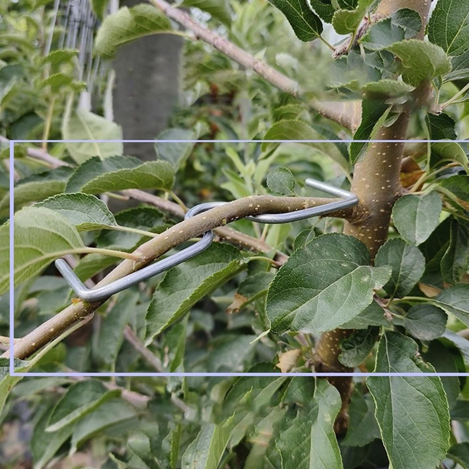 100 antiruggine estrattore Alberi da frutto legatrice Strumento agricolo per Modellare e diffondere Facilmente i piantare Utilizzare Strumento Gestione dei frutteti
