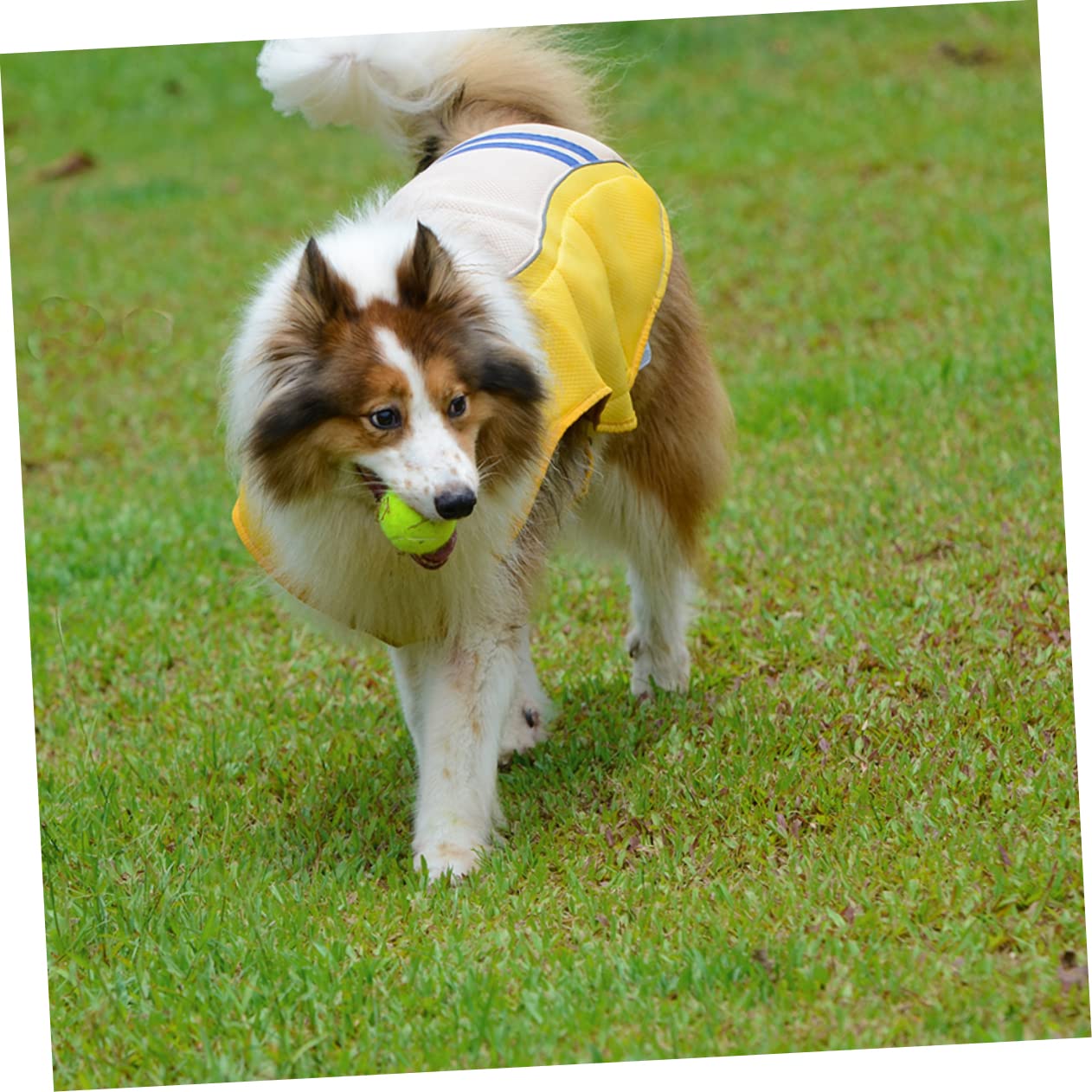Milisten Gilet Rafraîchissant Fonction Anti-Coup de Chaleur pour Chien Jaune en Polyester pour Promenade Quotidienne et Séances Photo