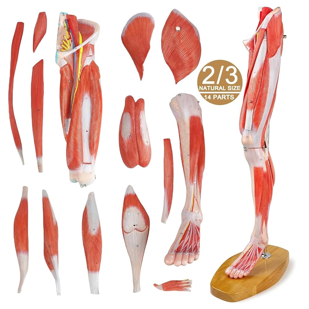 EVOTECH SCIENTIFIC 人体模型 筋肉付き腕モデル EVOTECH SCIENTIFIC 人体模型 筋肉付き腕モデル Amazon.co.jp