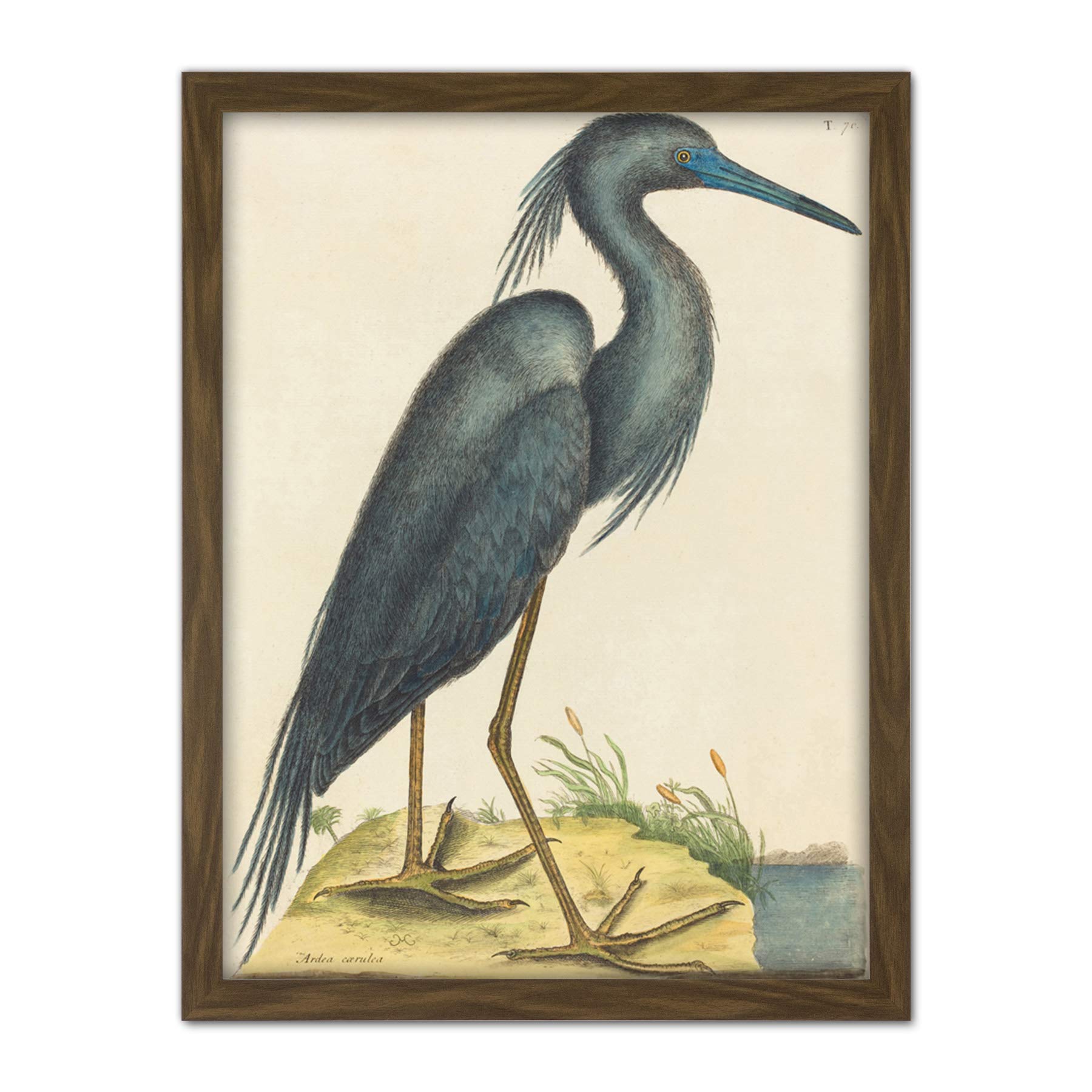 Wee Blue Coo Catesby Blue Heron Artwork Framed Wall Art Print 18X24 Inch