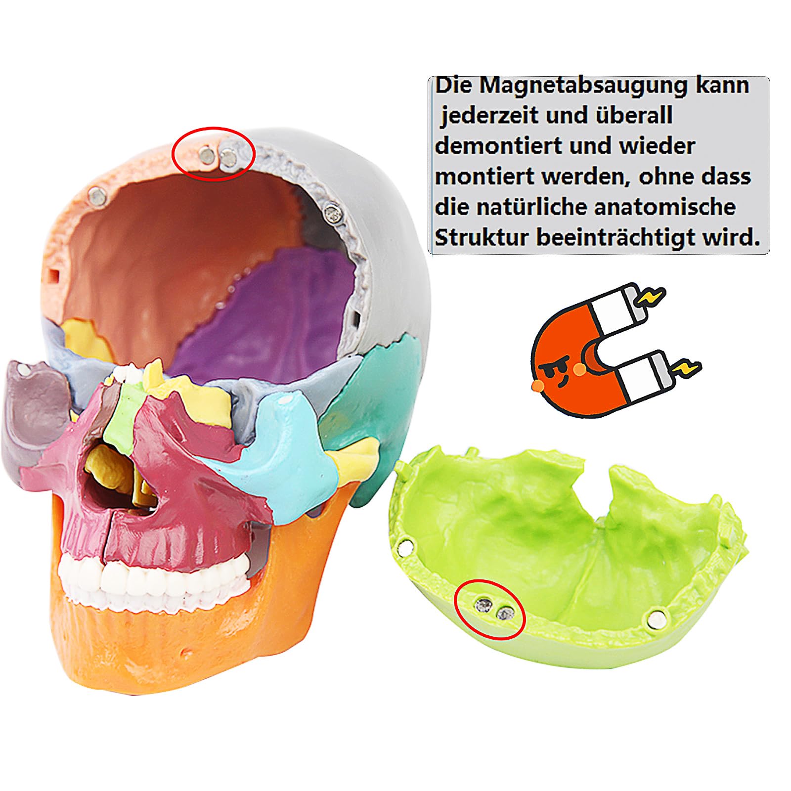 Czaszka mini 15-częściowy model czaszki do nauki anatomii, idealny dla dzieci i studentów do nauki anatomii człowieka