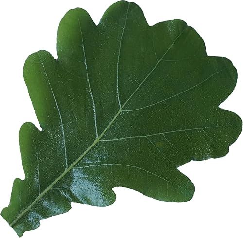 Hojas verdes hojas reales Quercus dentata Thunb Leaf Sushi Plate Decoración Plato Decoración de Alimentos Decoración Natural Decoración de Alimentos