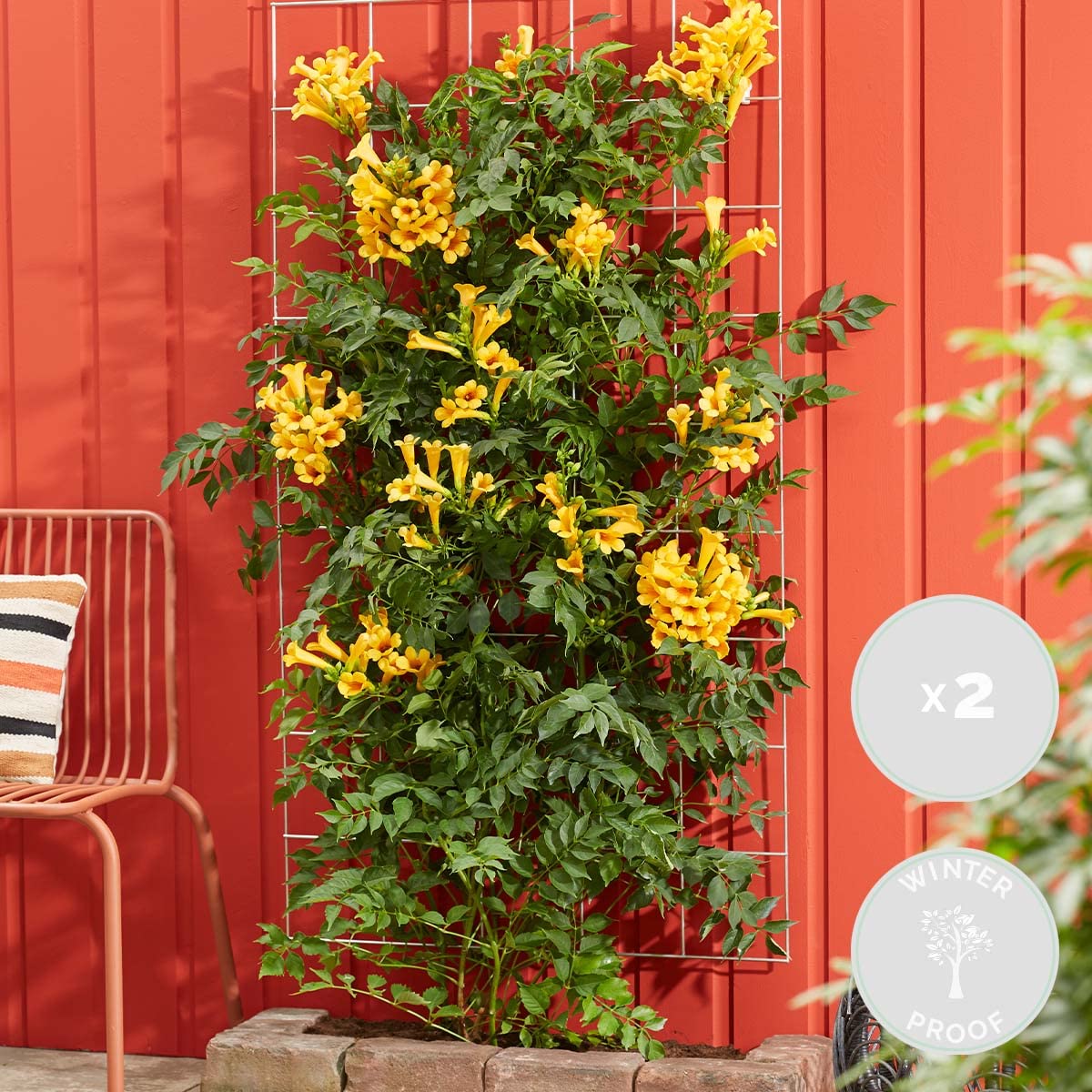 Bloomique - 2er-Set - Campsis Radicans Flava - Trompetenblume - Gelb - Kletterpflanzen - Gartenpflanzen - Winterhart - Höhe 50-70 cm - Topf 15 cm