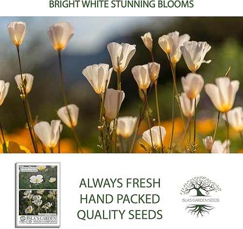 Miniatura 5 de White Linen - Semillas de amapola de California para plantar, más de 1000 semillas de flores por paquete, semillas de jardín de Isla, semillas sin