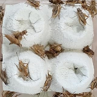 コオロギ SS〜S(ゲッコー補助餌虫)