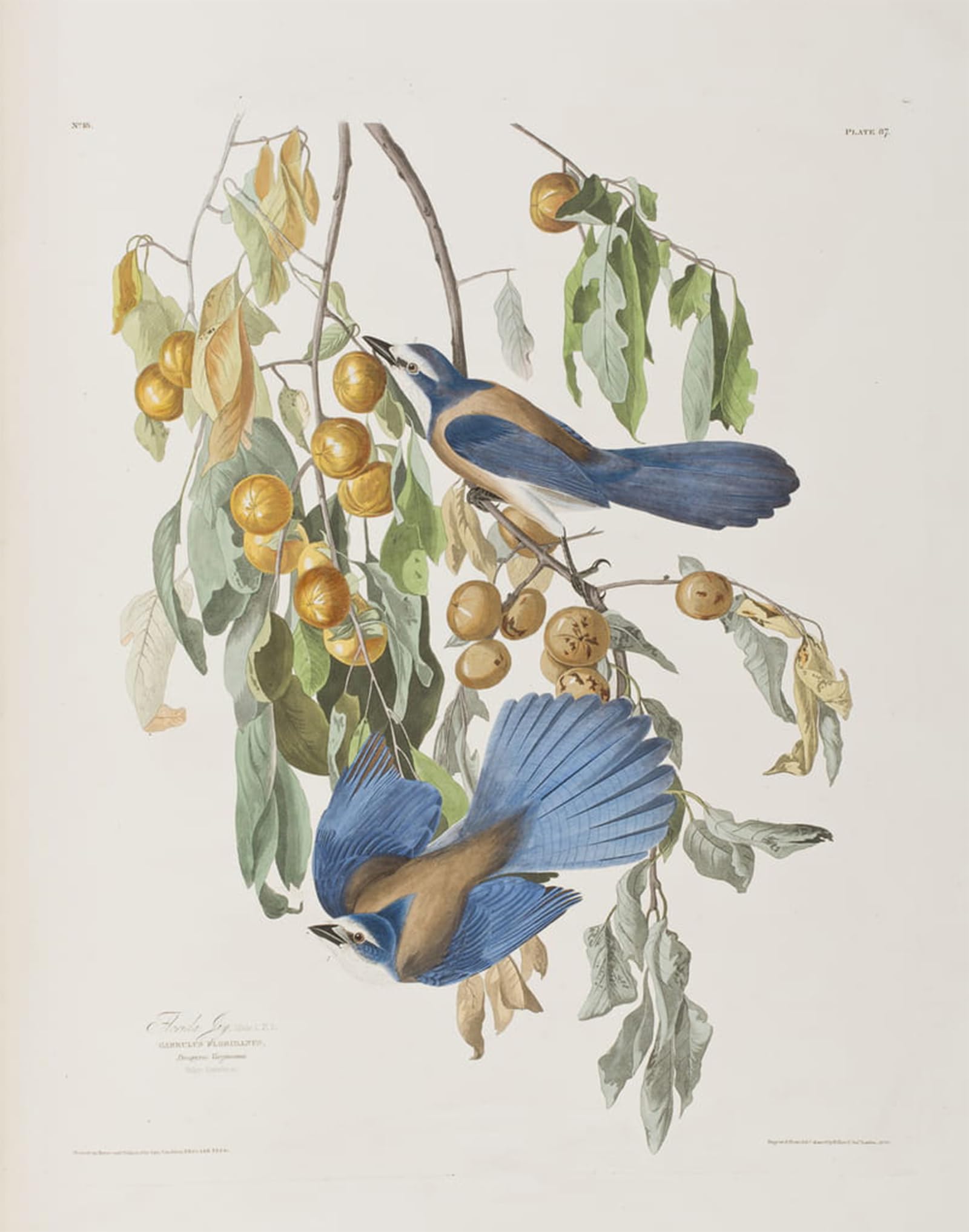 POSTERIIk Famous Animal Posters Vintage Picture Illustration From birds of America by John Jamess Audubon Modern Wall Decor for Home Decor 60x90cm