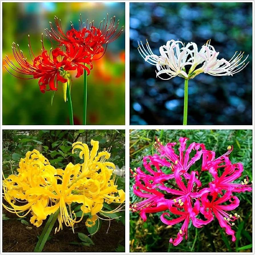 Plantogallery Lycoris Lily Bulbs Multicolor (3pcs)