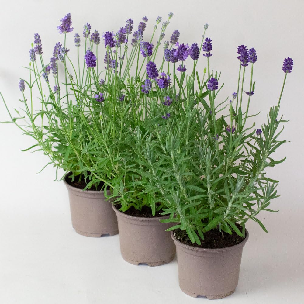 3 x Lavender Hidcote Plants in 10.5cm Pots – Hardy Outdoor Lavender, Fragrant Purple Flowers, Bee & Pollinator Friendly Perennial Garden Plants