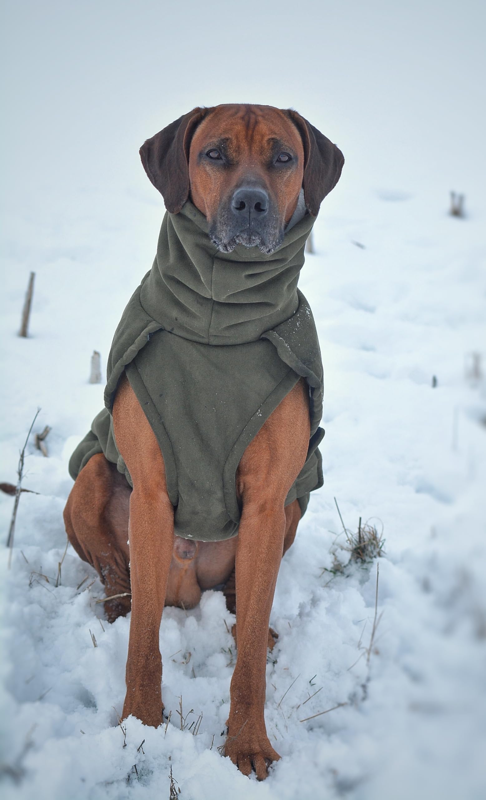 EDEL&SCHNELL Hundemantel kleine Hunde 40 bis 45 cm luxuriöse Hundejacke in grün mit Bauchschutz Windhund Wintermantel wärmend mit Wildleder und weichem Kunstfell